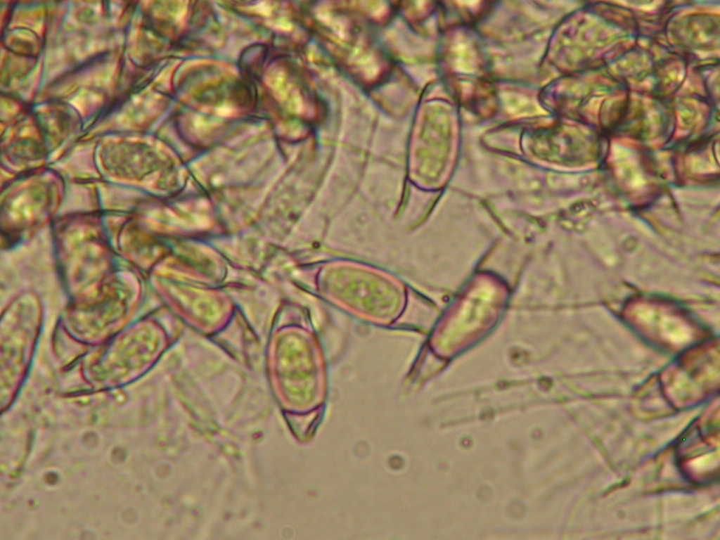 Sar� facile ....  ???   Quizzzz